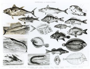 Ichthyology Osseous Fishes